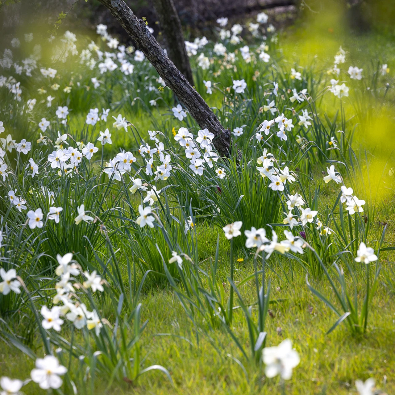 Perch Hill Drive Narcissus Collection - Image 6