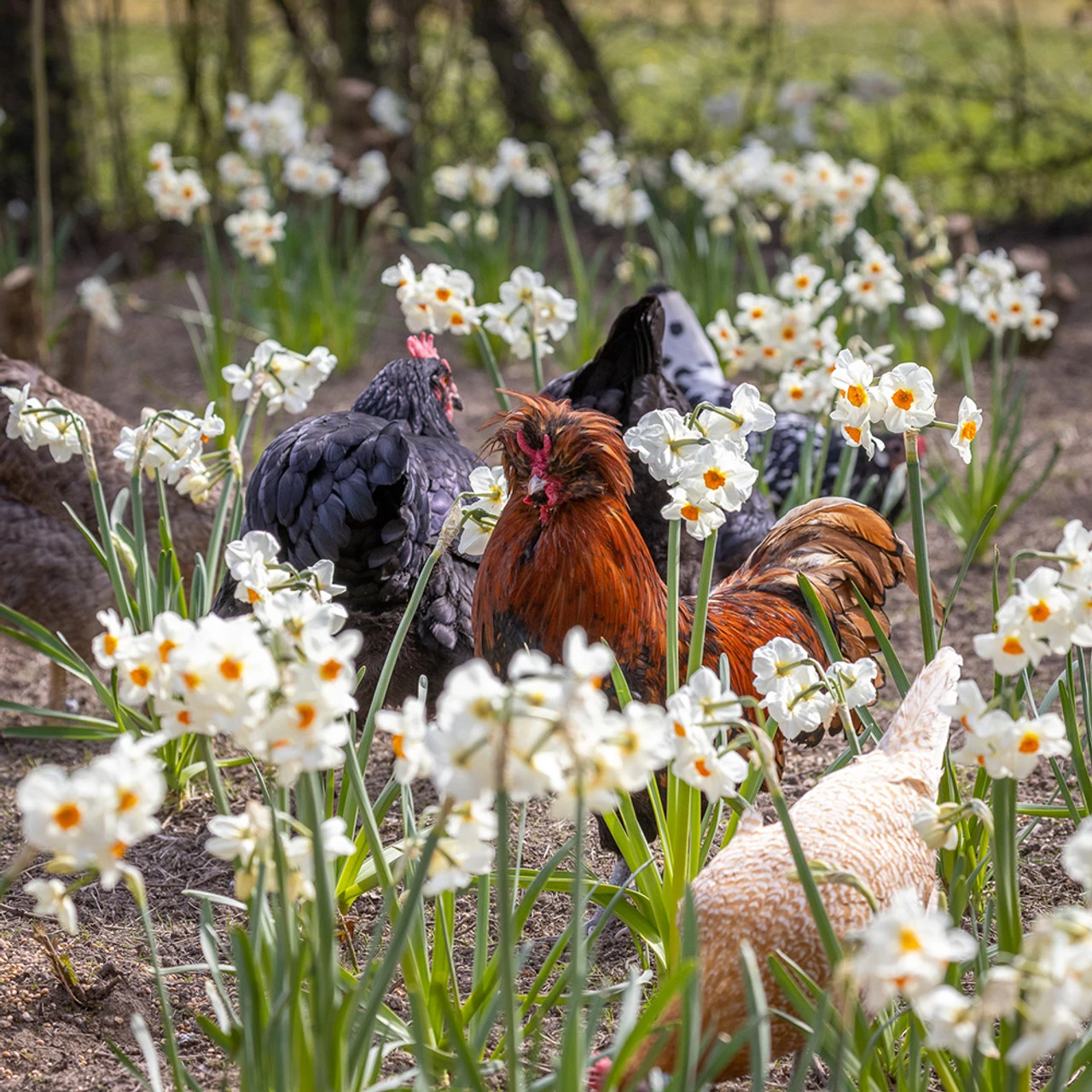 Narcissus 'Cragford'
