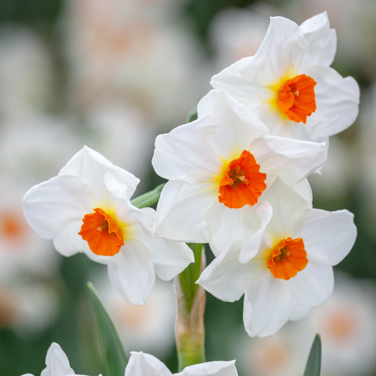 Narcissus 'Cragford' - Image 2