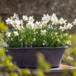 Spring Centrepiece Container Collection