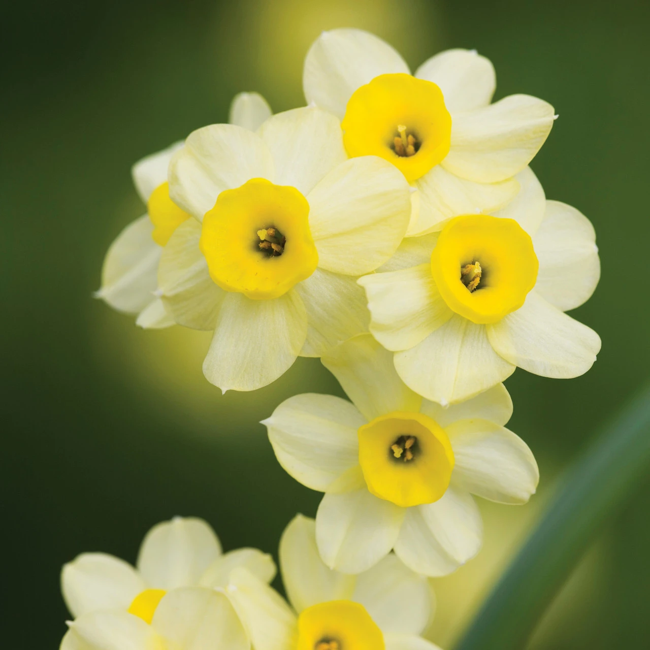 Spring Centrepiece Container Collection - Image 2
