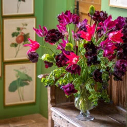 Rich Border Tulip Collection