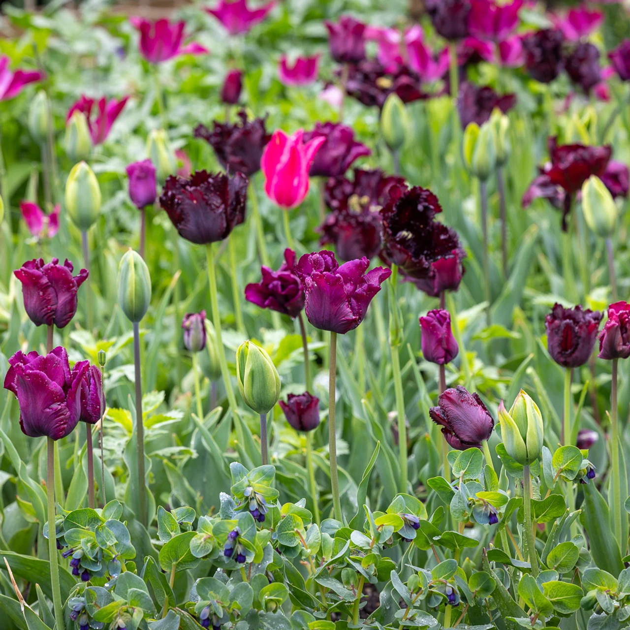 Rich Border Tulip Collection - Image 2