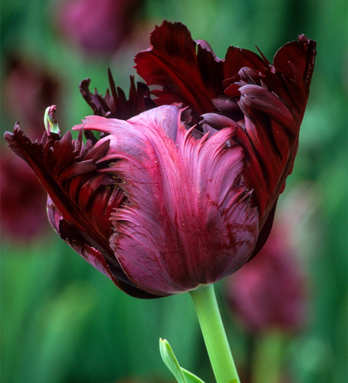 Rich Border Tulip Collection - Image 7