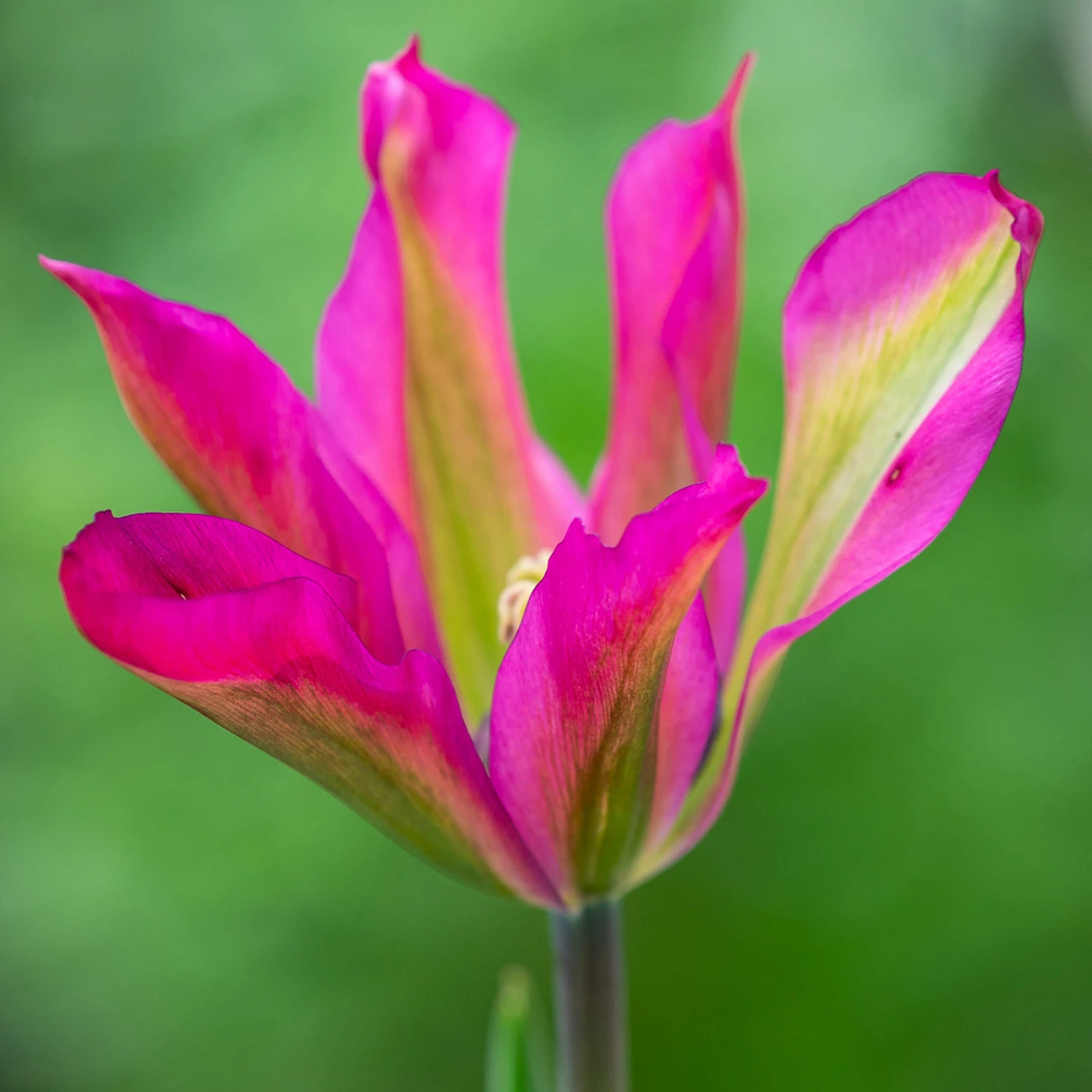 Rich Border Tulip Collection - Image 6