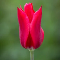 Tulip 'Pieter De Leur'