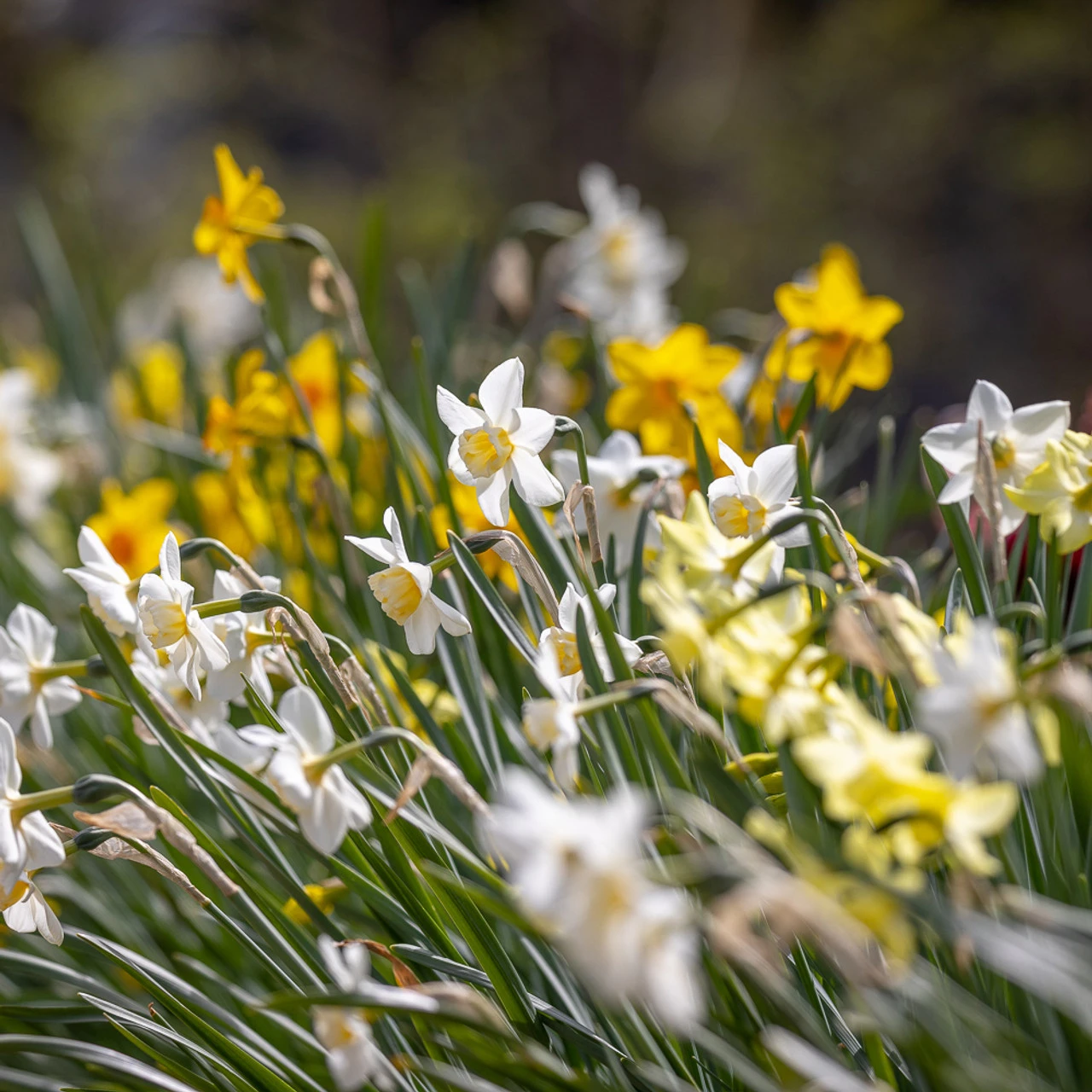 Fabulously Fragrant Narcissus Collection