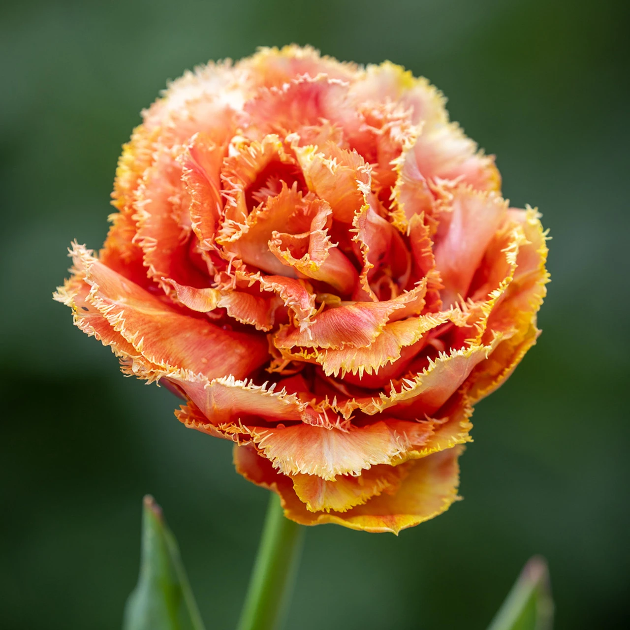 Tulip 'Brisbane' - Image 2