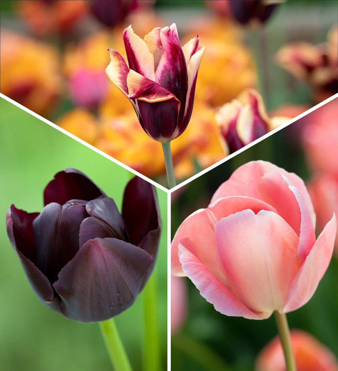 Trio Of Tulips