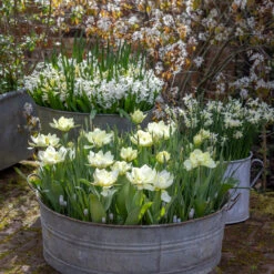 White Garden Bulb Collection