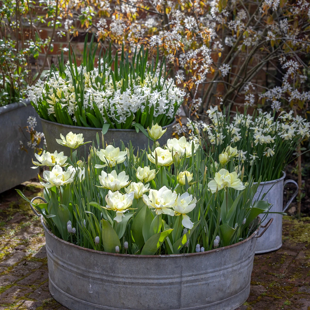 White Garden Bulb Collection