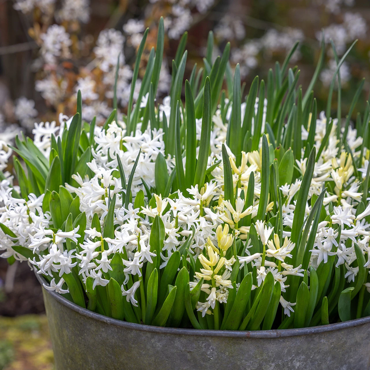 White Garden Bulb Collection - Image 2