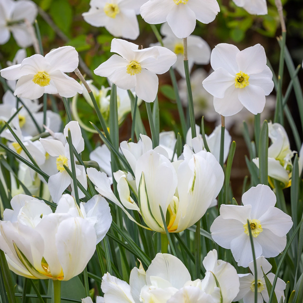 White Garden Bulb Collection - Image 3