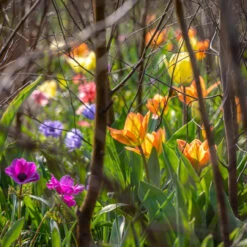 Early Spring Jewels Collection