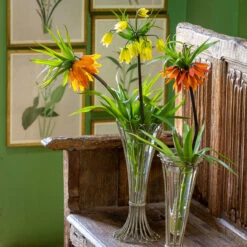 Fritillaria Collection