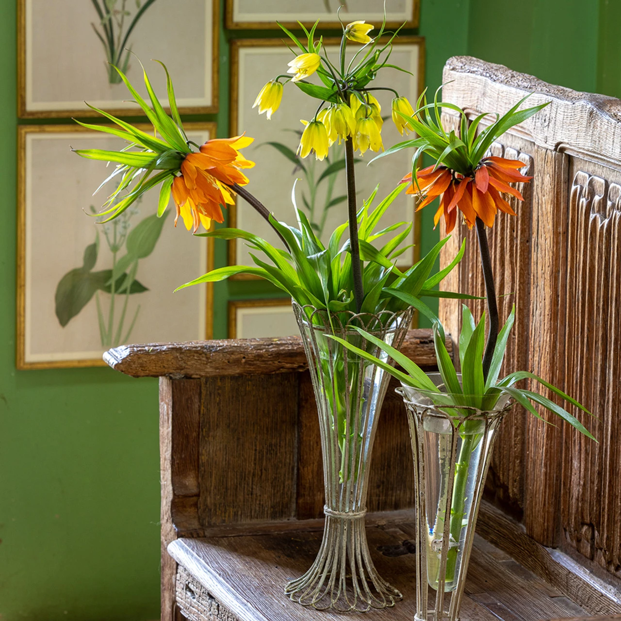 Fritillaria Collection