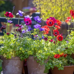 Jewel Anemone Collection