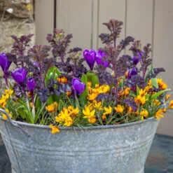 Arthur's Jaffa Cake Crocus Collection