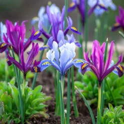Iris Reticulata Mix