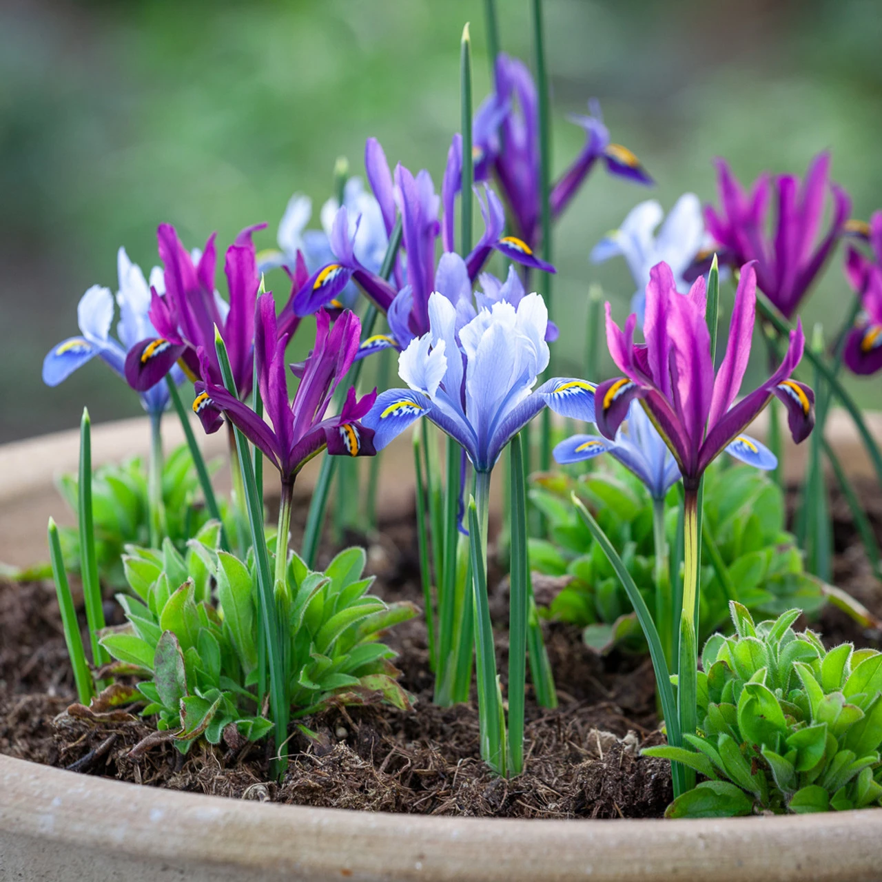 Iris Reticulata Mix - Image 2