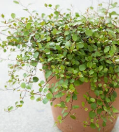 Muehlenbeckia Complexa 'Minero'