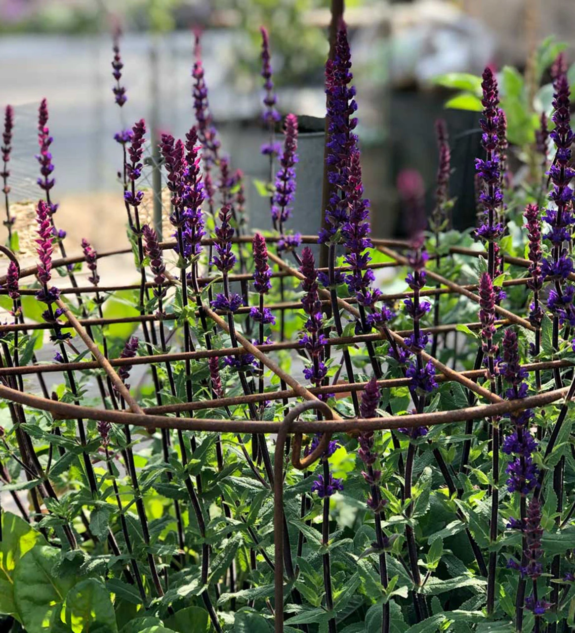 Round Grow Frame - Image 2