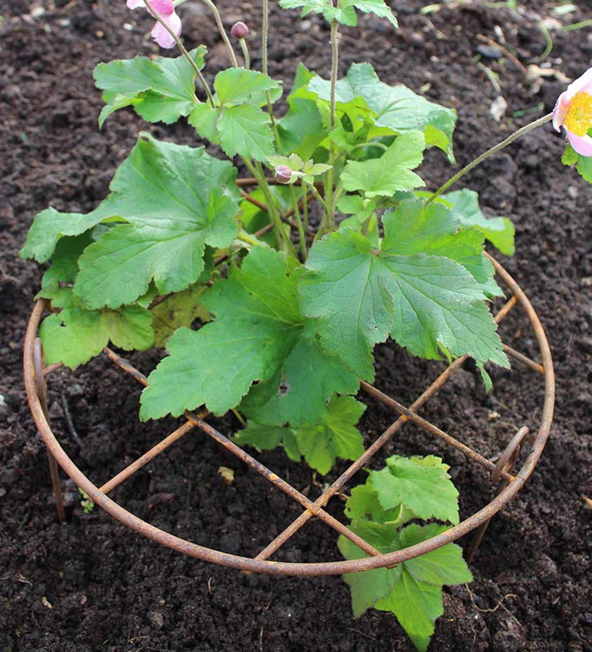 Round Grow Frame - Image 3