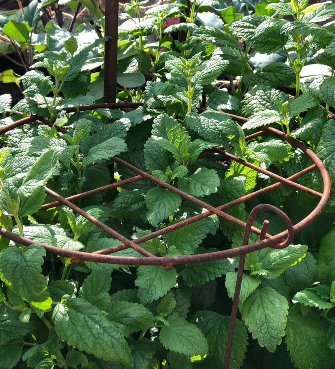 Round Grow Frame - Image 6