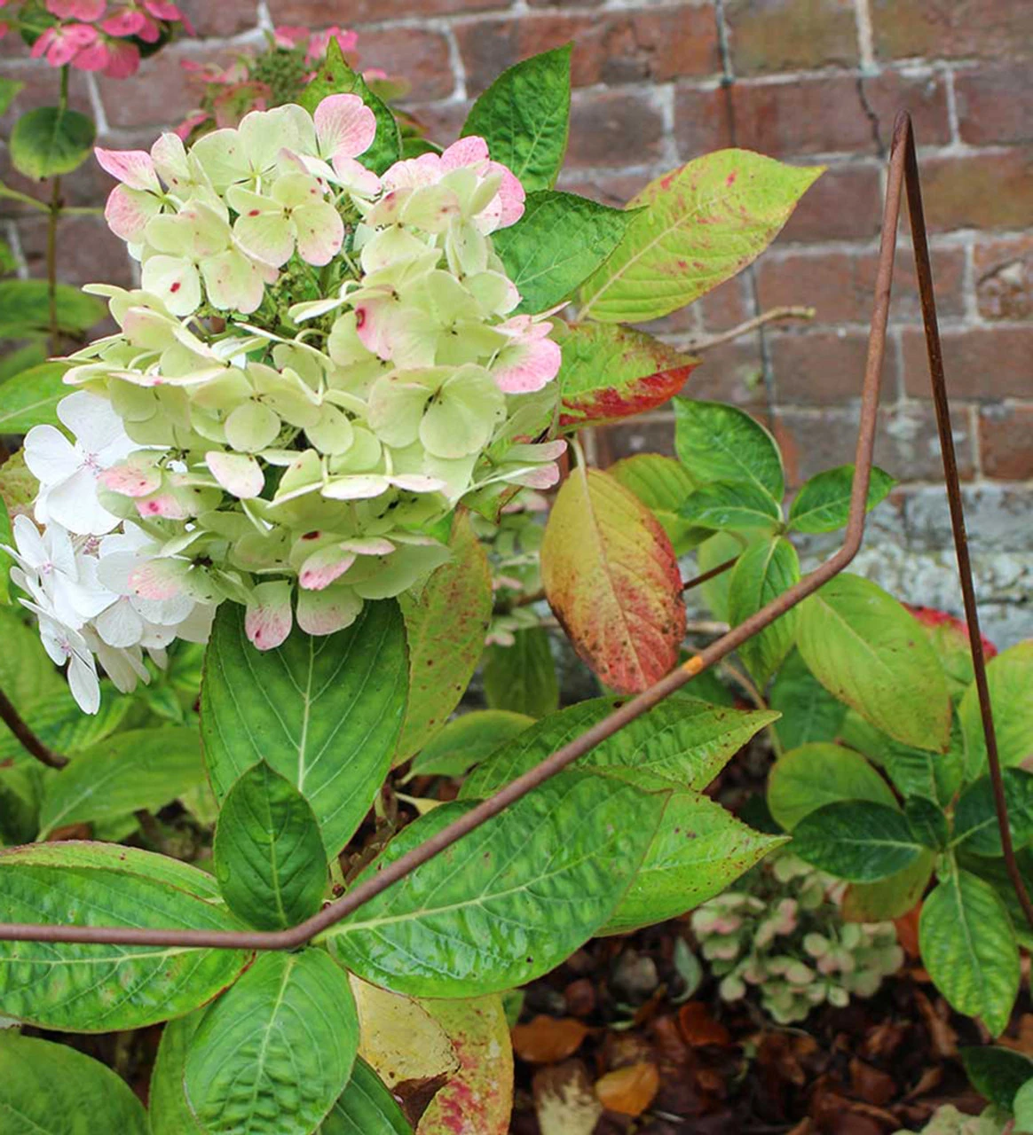 Rustic Herbaceous Supports - Image 2