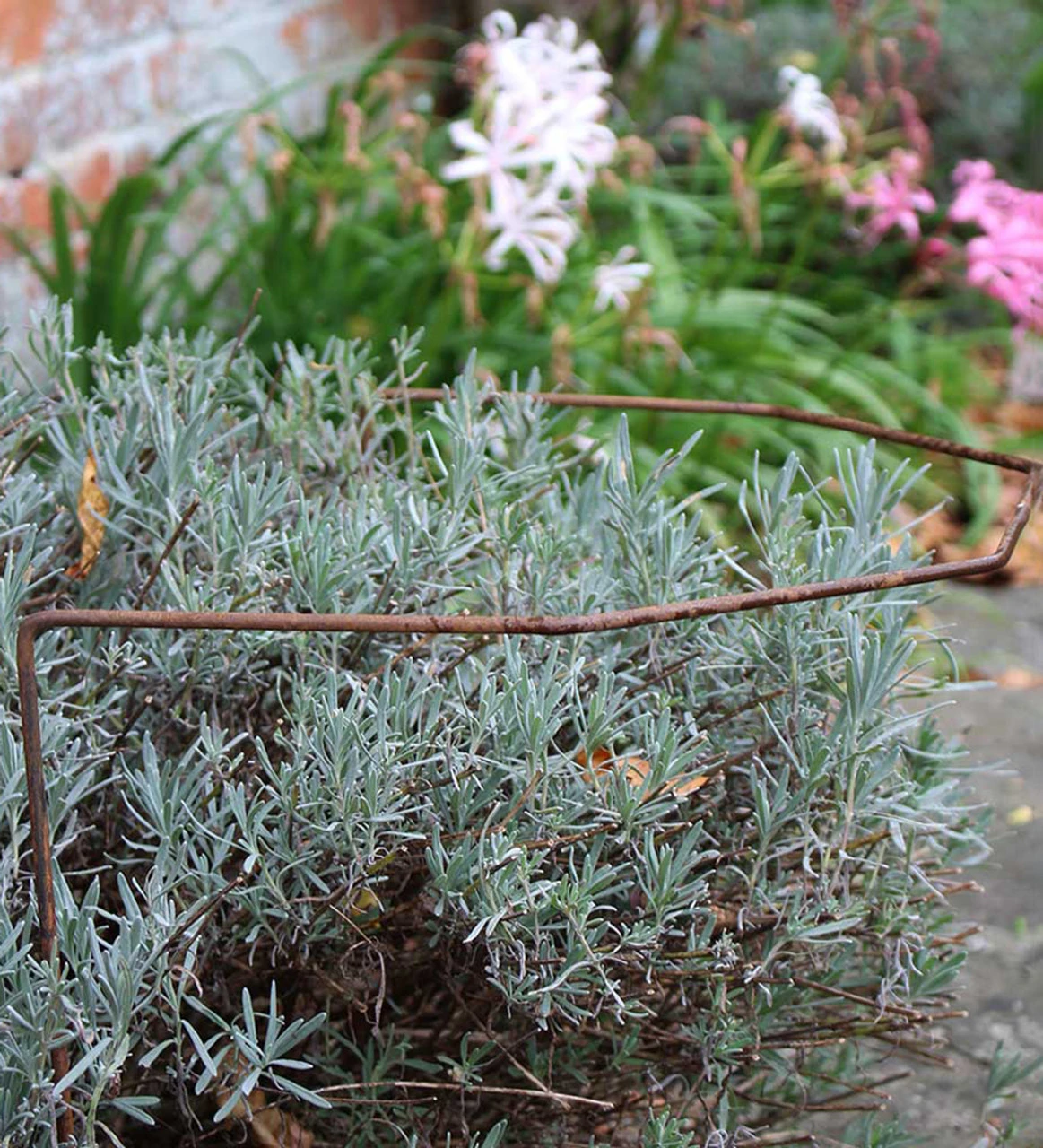 Rustic Herbaceous Supports - Image 3