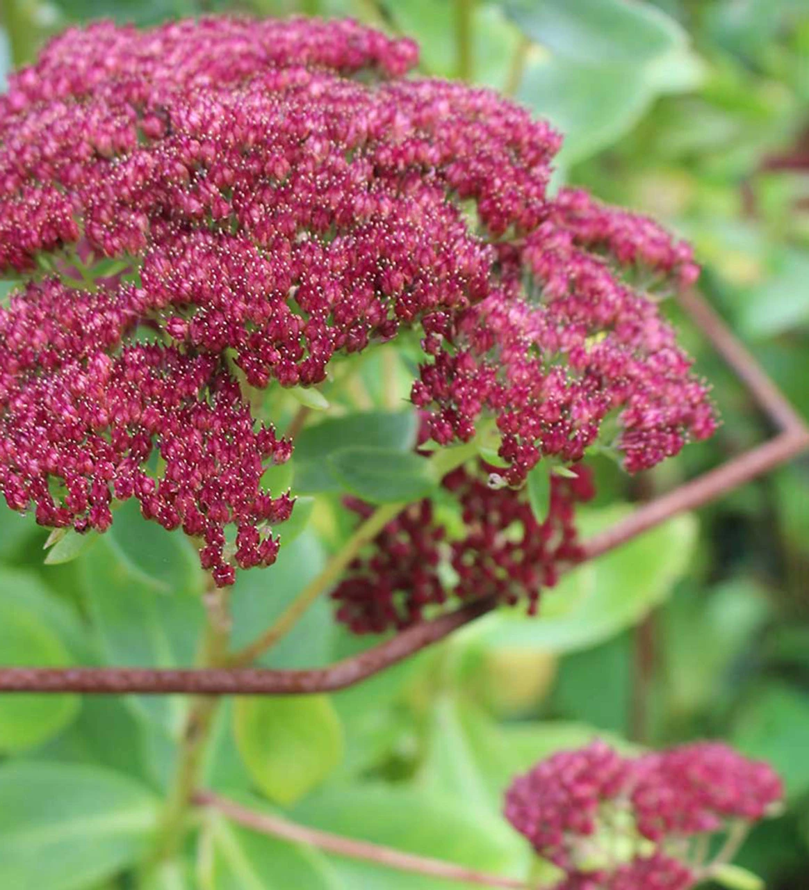 Rustic Herbaceous Supports - Image 4