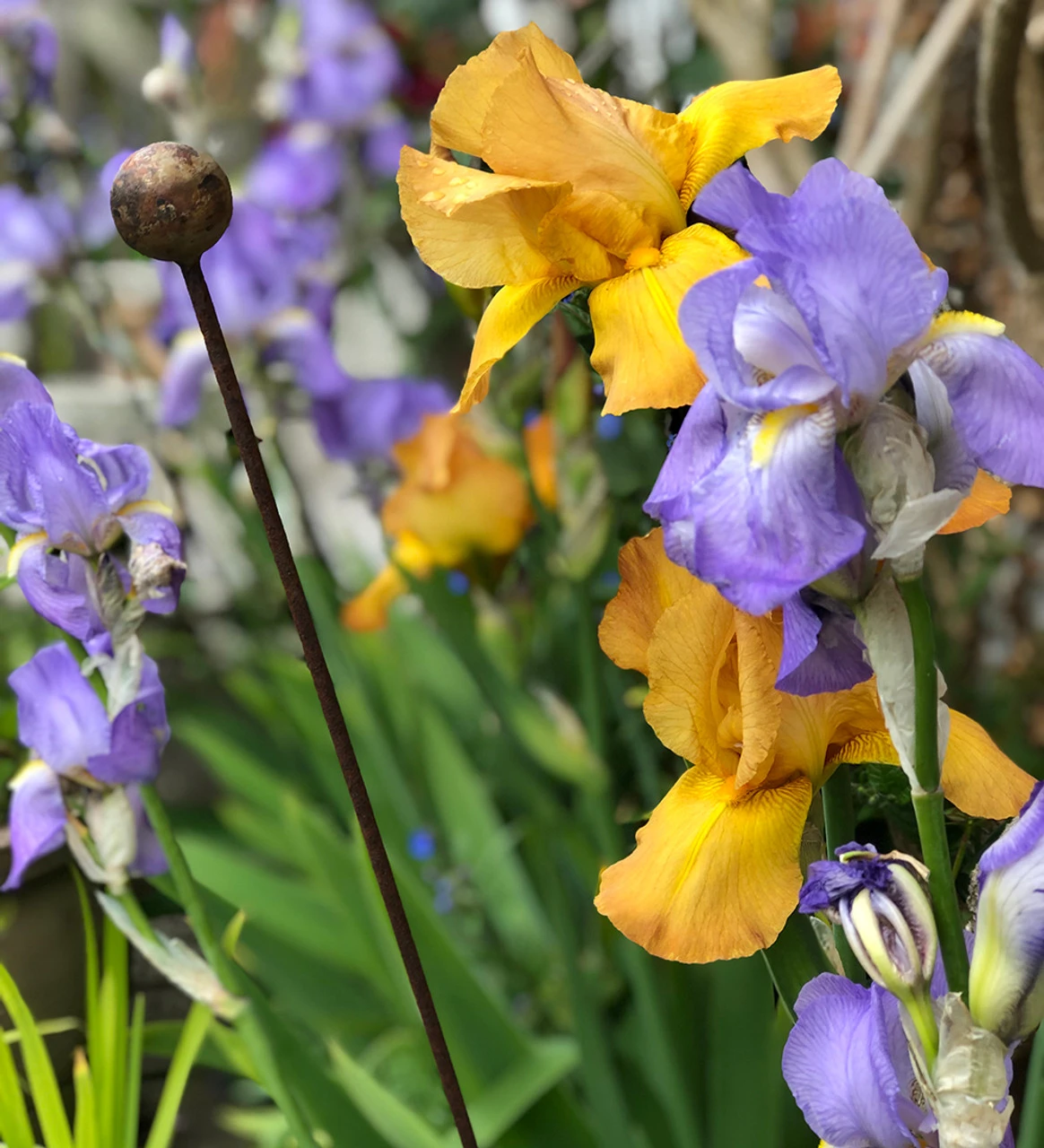 Rustic Plant Stakes - Image 2