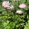 Fluted Peony Support