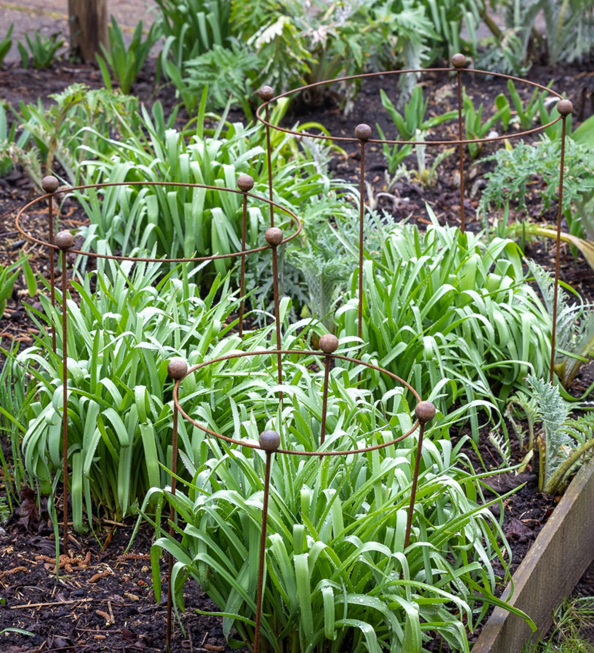 Drum Plant Support - Image 2