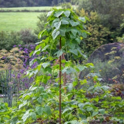 Rustic Maypole Support