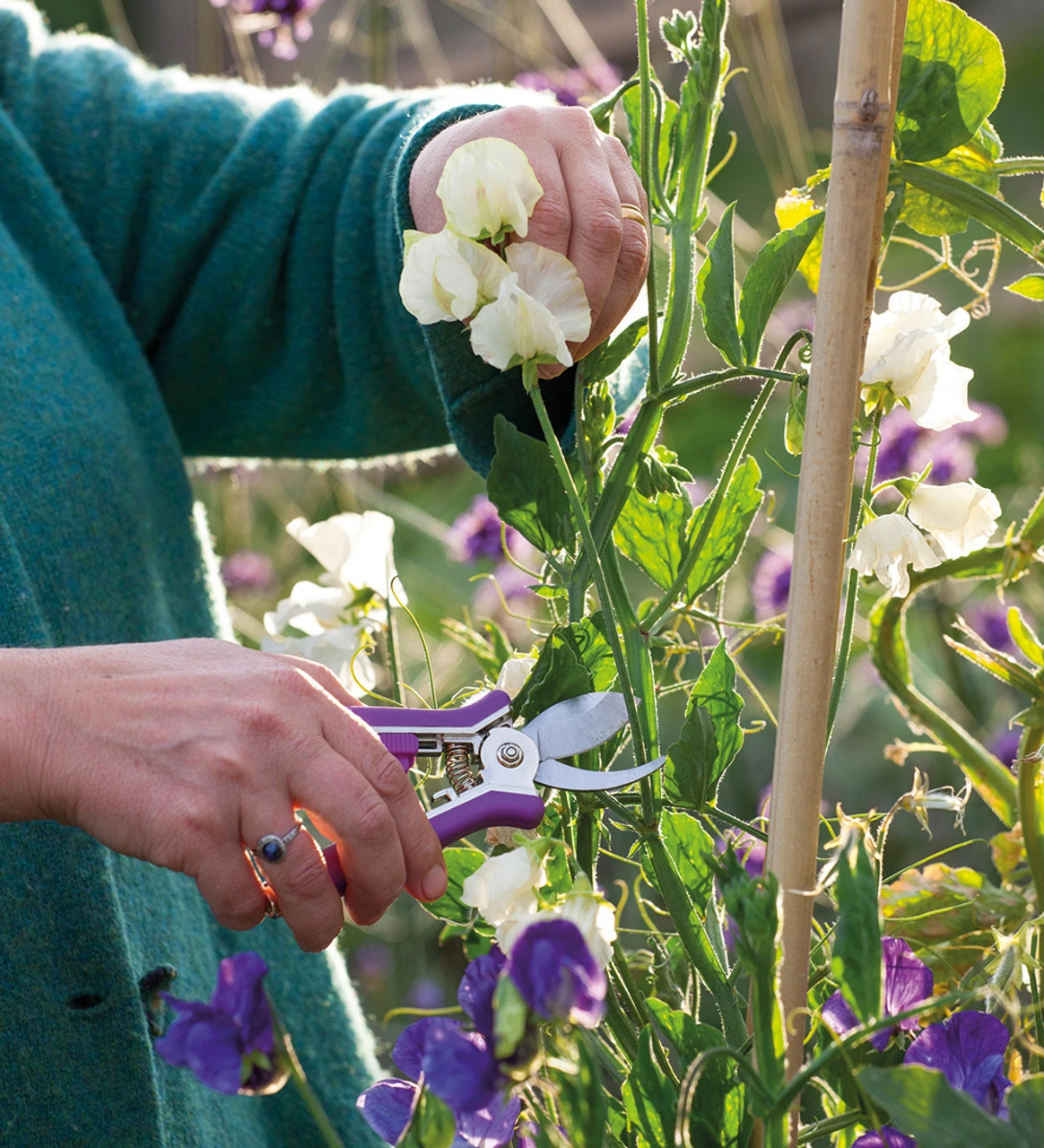 Sarah Raven Mini Secateurs Set - Image 2