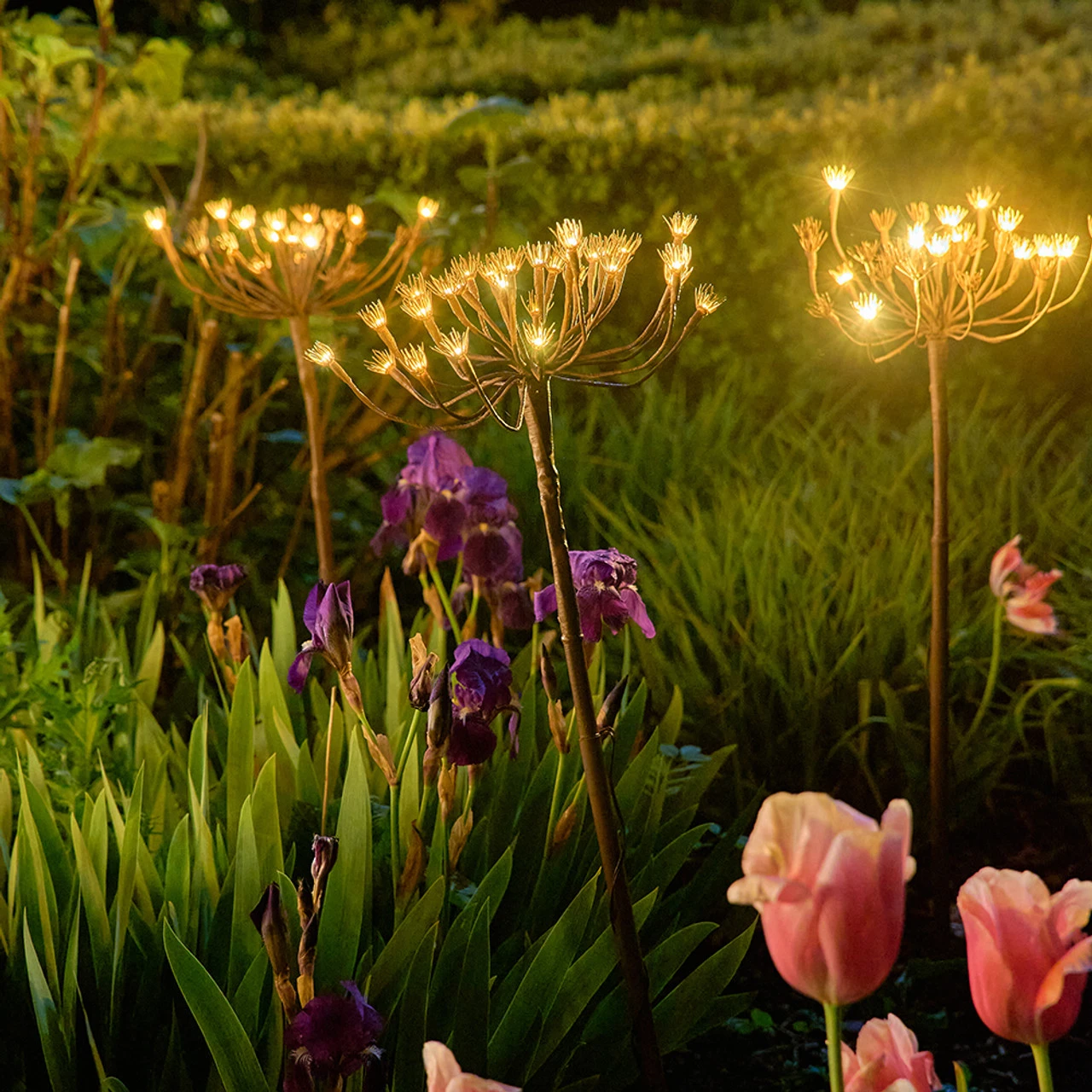 Solar Hogweed Stem - Image 6