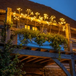 Sarah Raven Solar Ammi Majus Stems