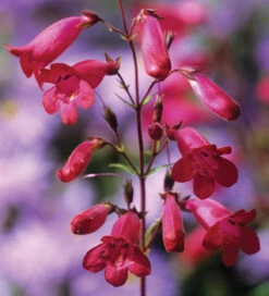 Penstemon 'Garnet'