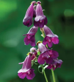 Penstemon 'Raven'