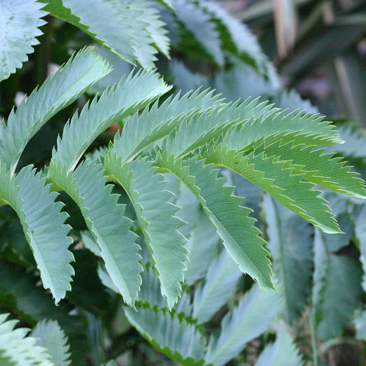 Melianthus Major - Image 2