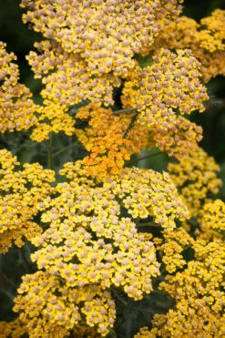 Achillea Millefolium 'Terracotta'