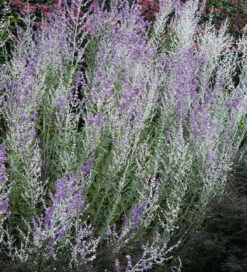 Perovskia Atriplicifolia 'Blue Spire'