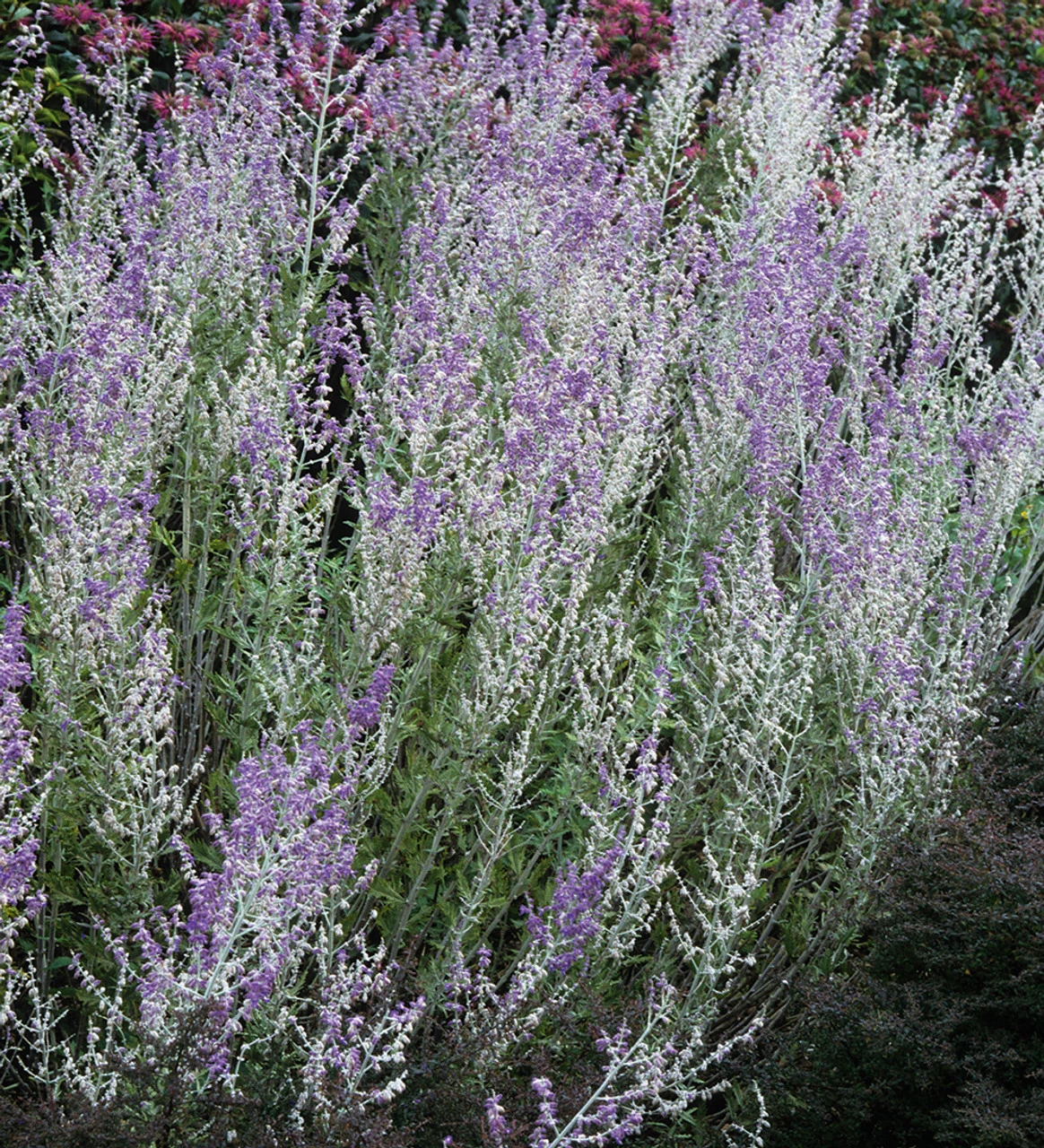 Perovskia Atriplicifolia 'Blue Spire'