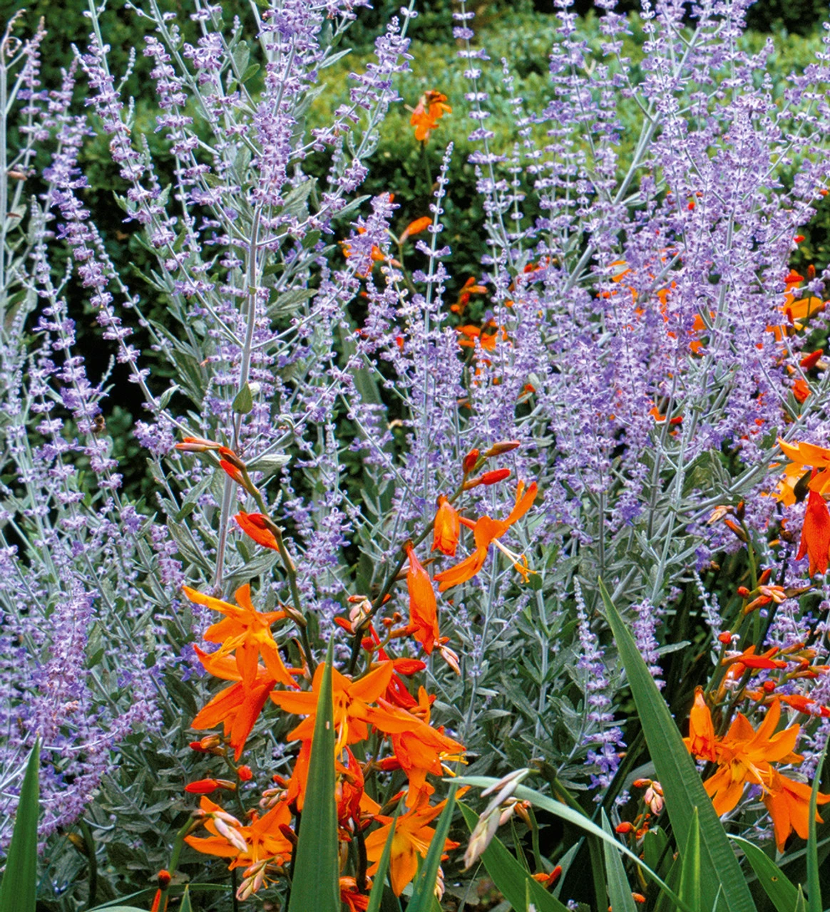 Perovskia Atriplicifolia 'Blue Spire' - Image 2