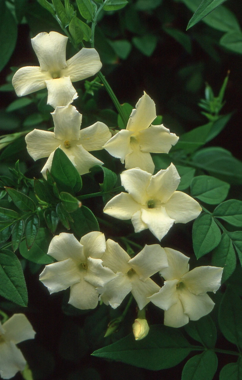 Jasminum Officinale 'Clotted Cream'