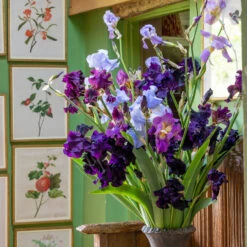 Constance Spry Bearded Iris Collection