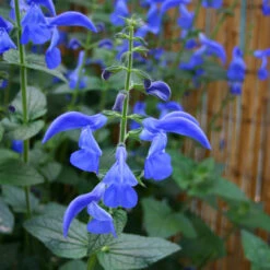 Salvia Patens 'Guanajuato'