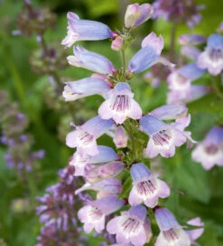 Penstemon X Gloxinioides 'Stapleford Gem' (Sour Grapes)