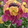 Erysimum 'Paintbox'